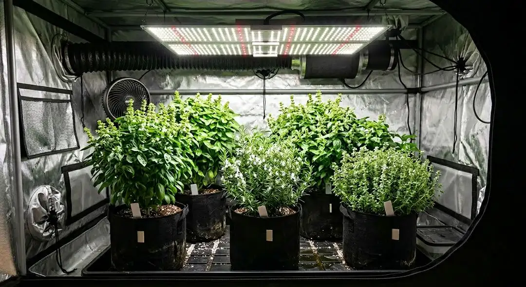 Candy Kush feminized cannabis plant mid-flower showing dense indica-dominant bud structure and resinous cola development