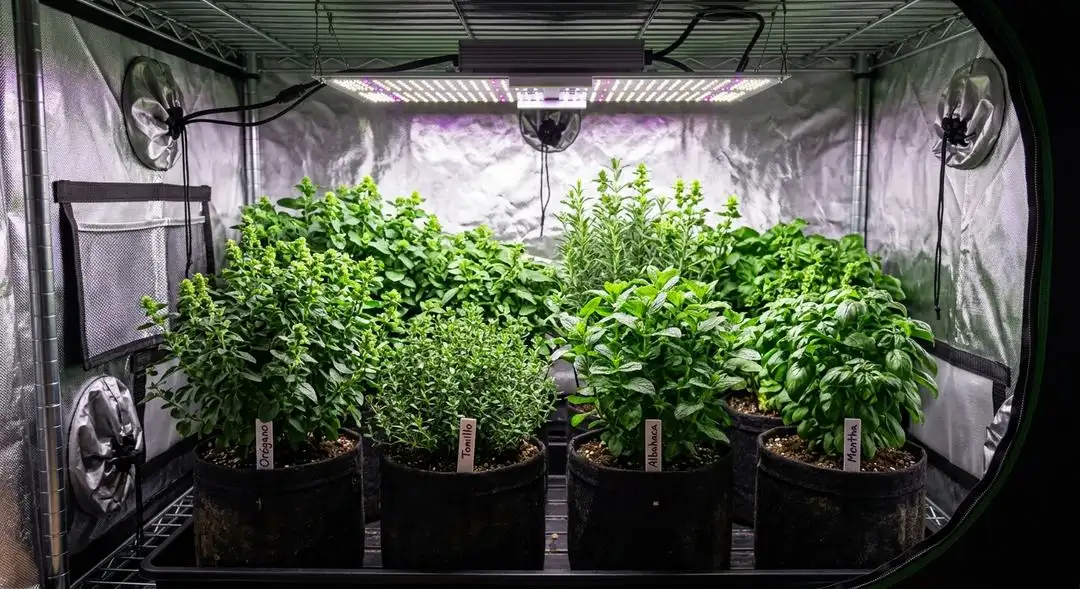 Candyland feminized cannabis plants in mid-flower showing vigorous sativa structure with multiple bud sites and dense trichome coverage