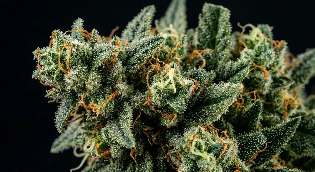 Candyland Peyote feminized cannabis buds showing dense resinous structure with purple hues and vibrant orange pistils