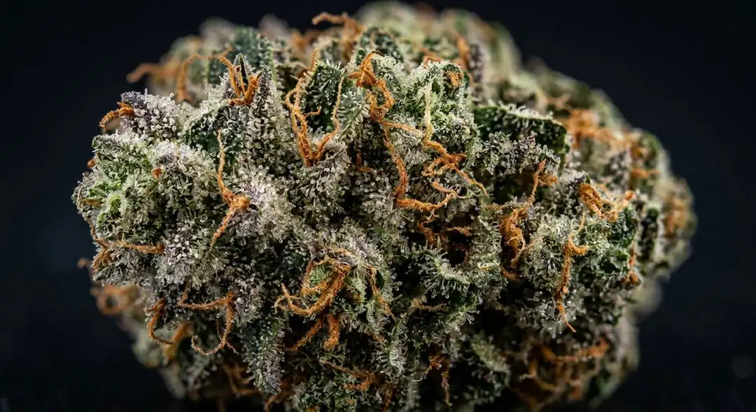 Dense CBD Critical Mass autoflower buds with frosty trichomes, earthy green coloration, and amber pistils at peak harvest