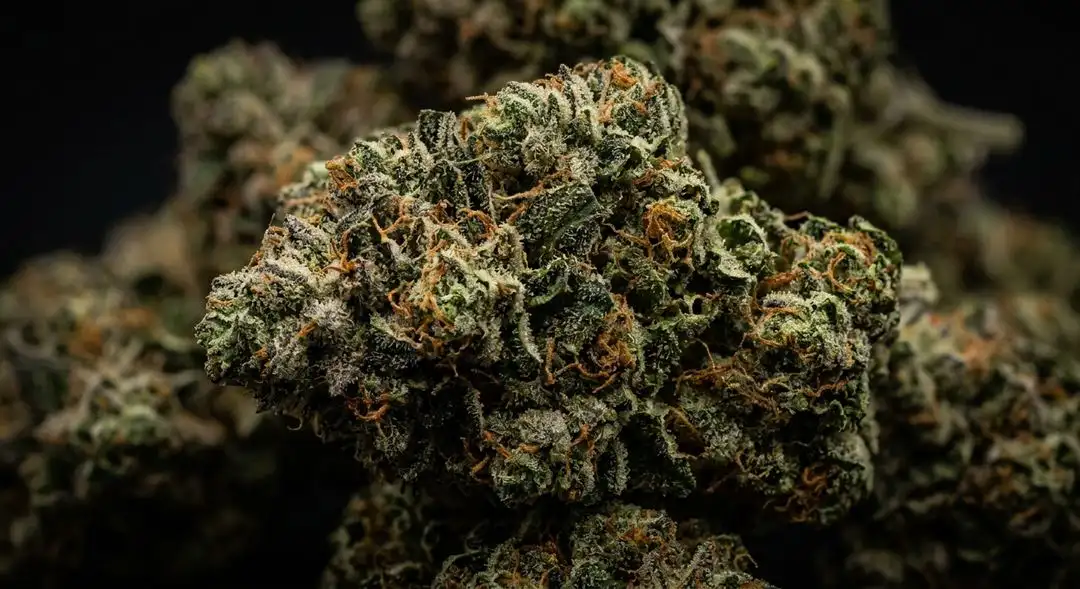 Dense, resin-coated Cement Shoes cannabis buds showing deep green calyxes with amber pistils and thick trichome coverage