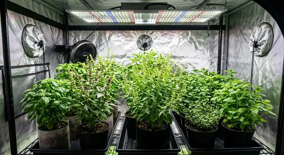 Chocolate Fondue cannabis plants mid-flower showing tall sativa structure, elongated internodal spacing, and developing resinous colas indoors