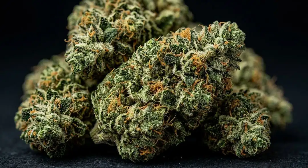 Chocolate Thai feminized cannabis buds showing classic sativa structure with long calyxes and amber pistils