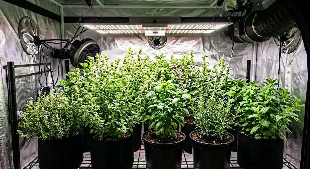 Chocolope feminized cannabis plant growing indoors showing tall sativa structure and developing bud sites