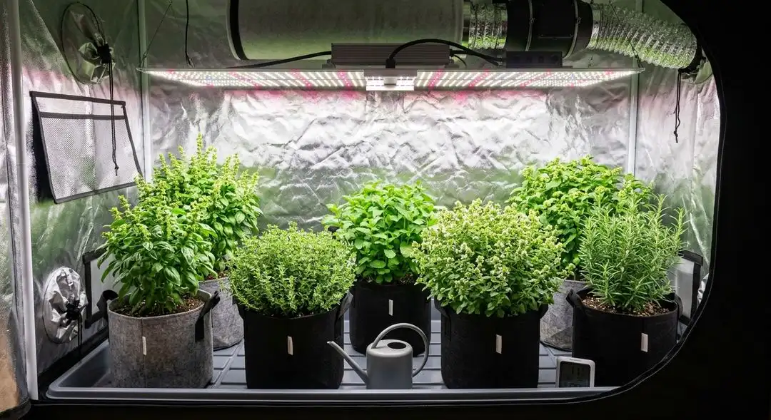 Chocolope Kush feminized cannabis plants in mid-flower showing medium-sized sativa-dominant structure with dense bud development