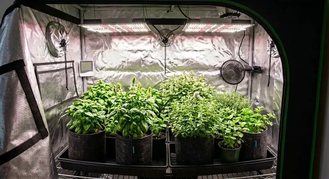 Chronic feminized cannabis plants in mid-flower showing dense bud sites and medium indica structure under grow lights