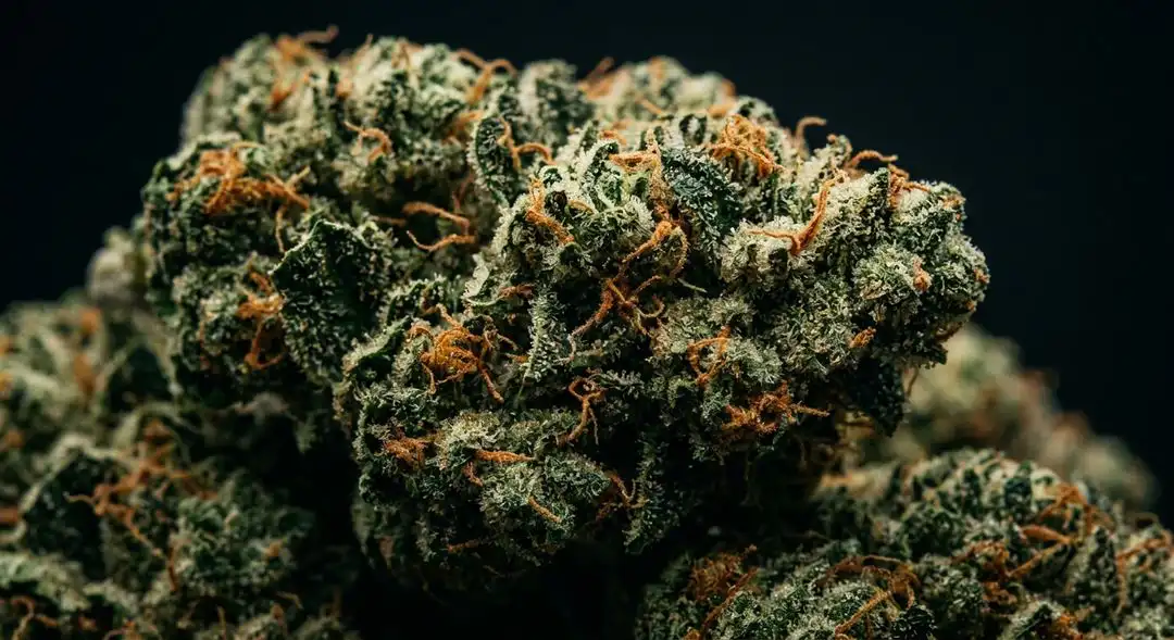 Dense Cookies Kush feminized buds showing deep green and purple hues with frosty trichome coverage and orange pistils