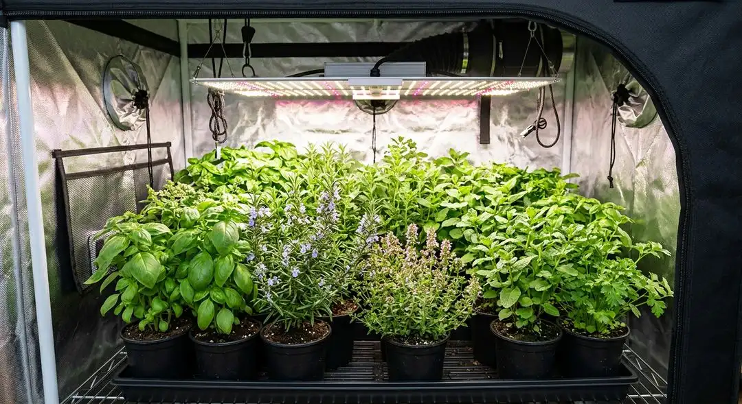 Cookies Kush feminized cannabis plants mid-flowering indoors showing dense indica structure and healthy green canopy