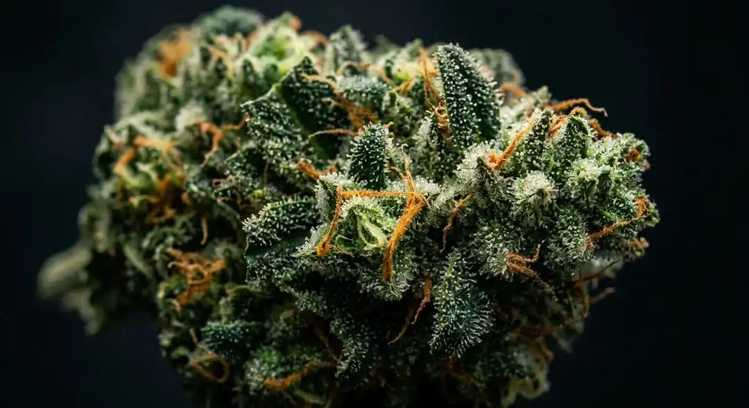 Critical + 2.0 feminized cannabis buds showing dense resinous indica structure with pine and citrus terpene profile