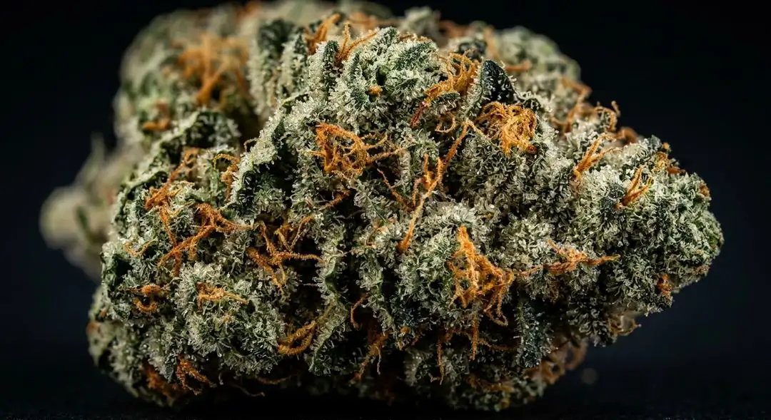 Devil XXL Autoflower dense buds showing frosty trichomes with pine and citrus terpene aromas at harvest