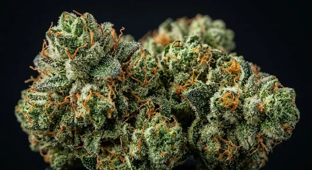 Easy Bud Autoflower dense buds showing pine-green calyxes with amber trichomes and citrus-orange pistils at peak ripeness