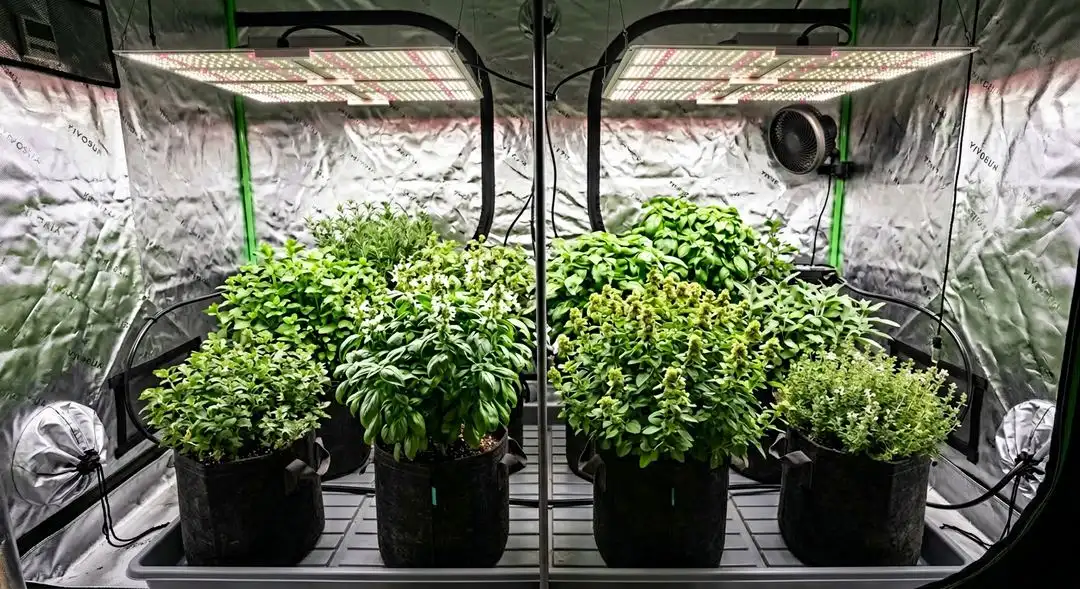 Edelweiss cannabis plants in mid-flower showing compact medium-height indica structure with resin-frosted bud sites
