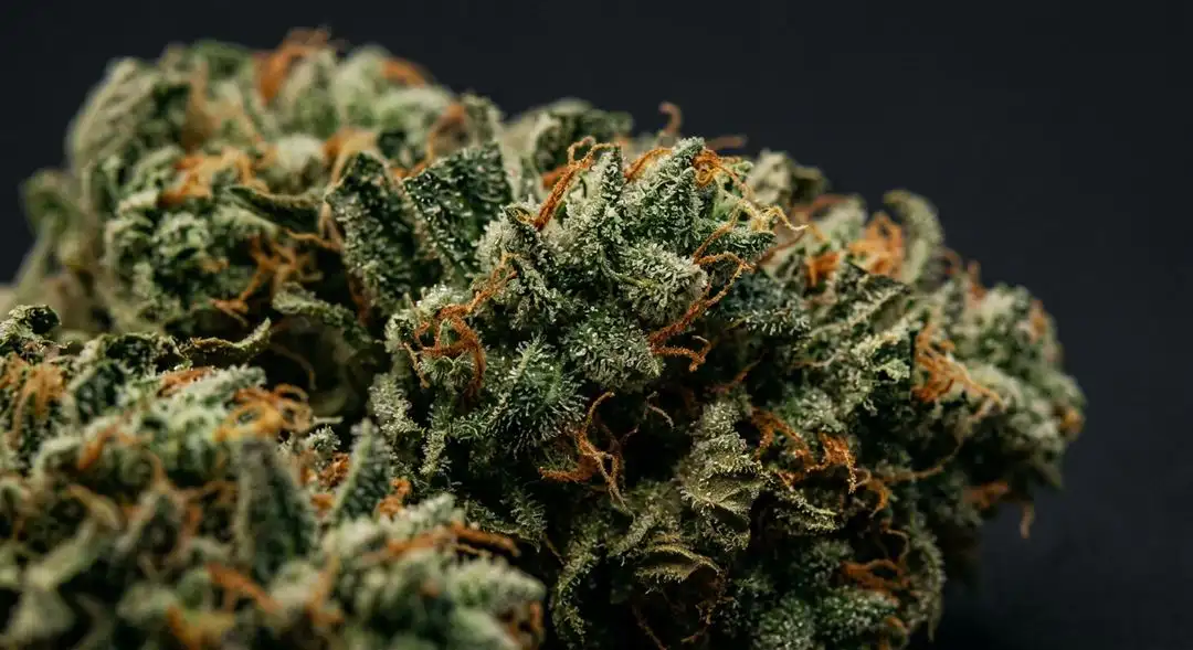 Dense Fire OG cannabis buds covered in trichomes with fiery orange pistils against deep green calyxes
