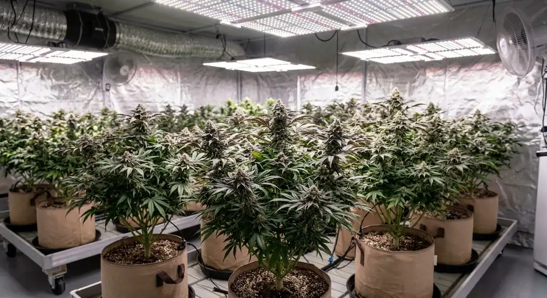 Girl Scout Cookies cannabis plants growing indoors under LED lights with dense green canopy