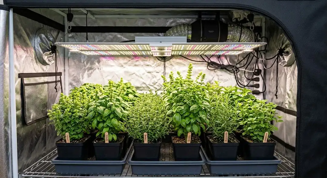 Girl Scout Cookies X Chemdog #4 cannabis plant mid-flowering showing dense resinous buds and dark green foliage