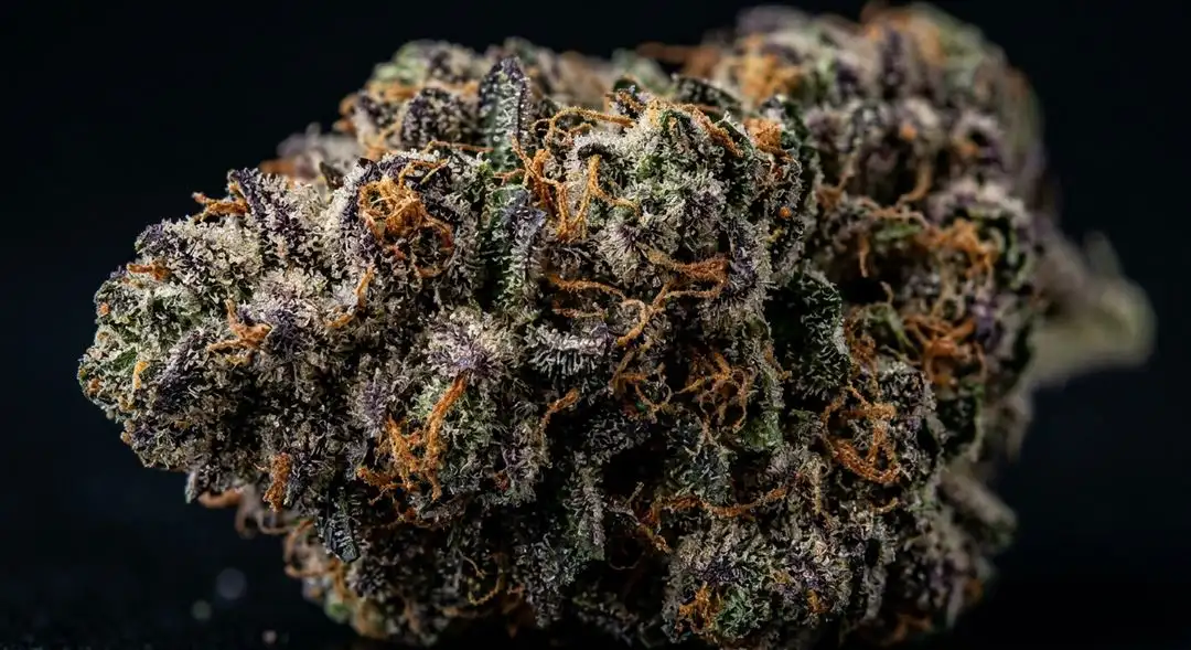 Golden Goat feminized cannabis buds covered in golden trichomes showing tropical sativa structure and resinous calyxes