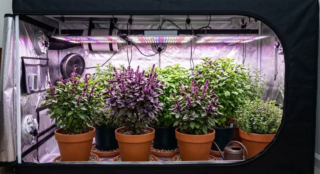 Golden Goat cannabis plant in late flowering stage showing sativa stretch with golden resinous colas under grow lights