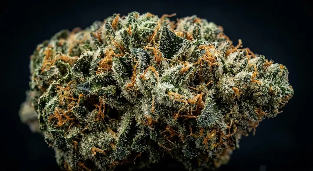 Dense Gorilla Glue 4 autoflower buds covered in thick white trichomes with deep green calyxes and amber pistils