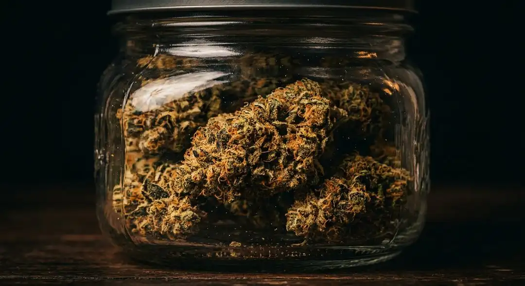 Cured Gorilla Glue cannabis buds in glass jar showing amber trichomes