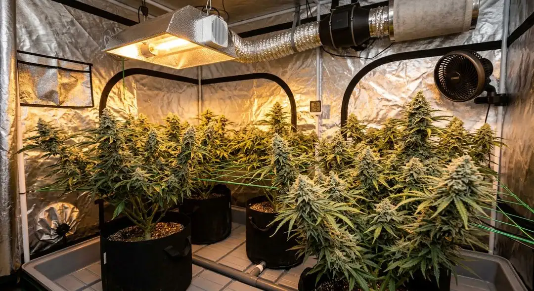 Gorilla Glue cannabis plants in flowering stage under grow lights