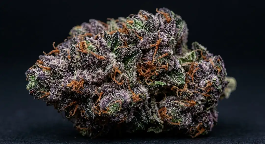 Dense Grape Ape cannabis buds covered in trichomes with deep purple hues and frosty resin on green and violet calyxes