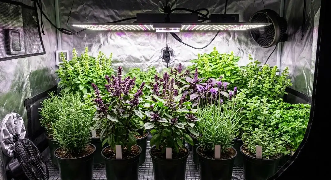 Grape Ape cannabis plants in mid-flower showing purple-tinged leaves, dense bud sites, and healthy green foliage under grow lights