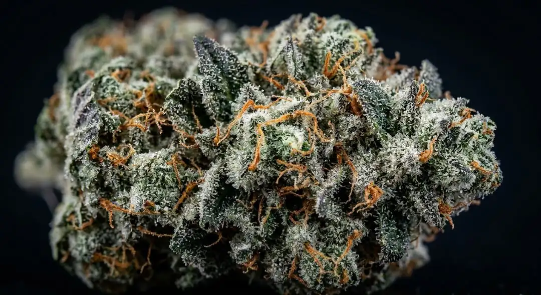 Dense Great White Shark indica buds coated in trichomes with visible orange pistils and deep green calyxes