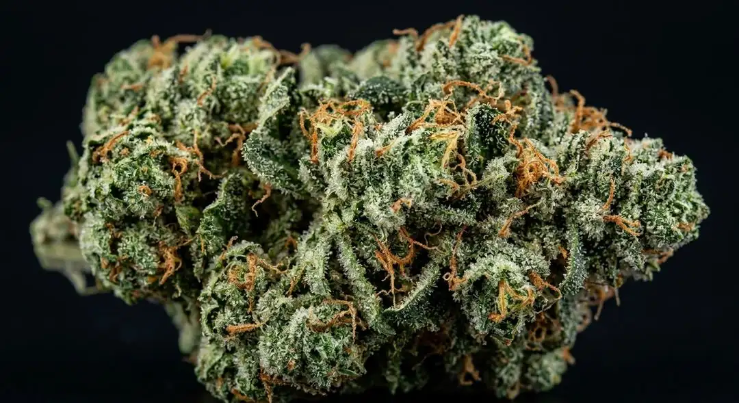 Green Crack feminized cannabis buds showing dense, trichome-covered sativa structure with bright orange pistils and citrus-green coloring