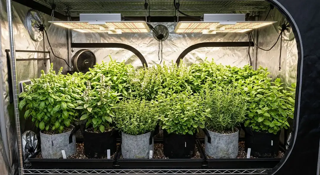 Green Crack x Amnesia Haze feminized cannabis plants growing indoors under LED lights, showing medium sativa structure with dense bud development during late flowering