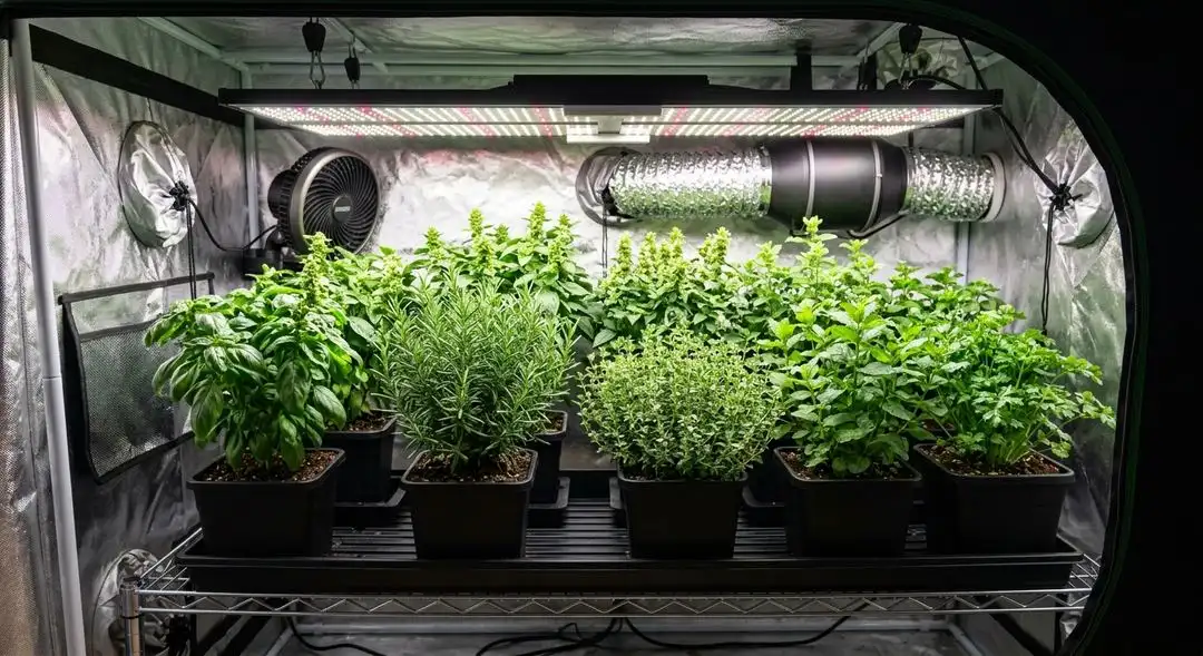 Hawaii x Maui Waui feminized cannabis plant showing tall sativa structure with tropical elongated buds mid-flower