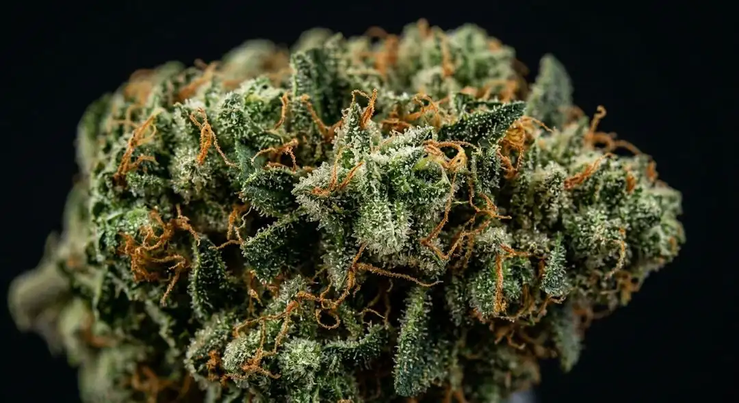 Hawaii x Skunk #1 feminized cannabis buds showing tropical green coloration with orange pistils and frosty trichome coverage