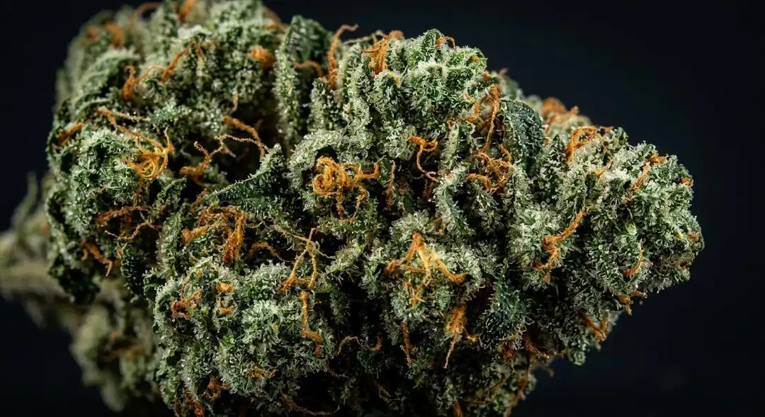 Close-up of Ice feminized cannabis buds coated in white trichomes with visible orange pistils and dense indica structure