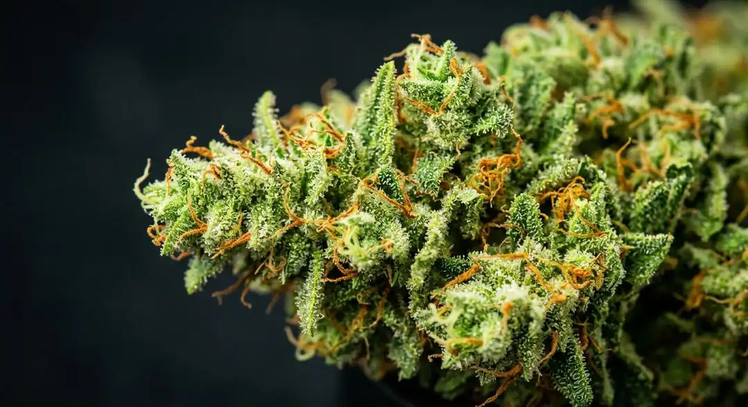 Jack Herer feminized cannabis buds with frosty trichomes and vibrant orange pistils