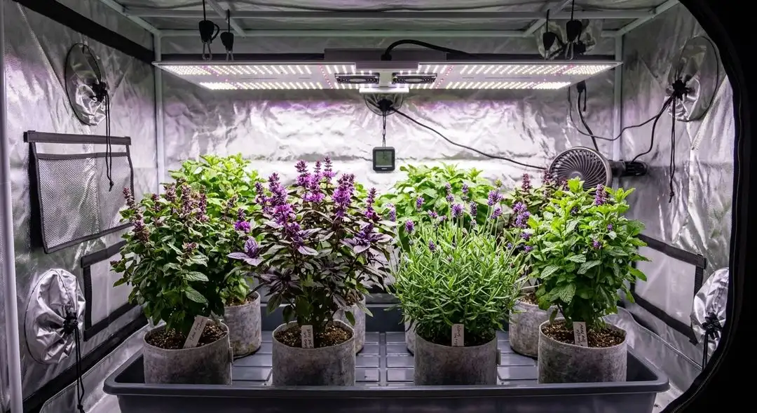 Jillybean cannabis plant mid-flower showing branchy sativa structure with orange-tinged calyxes under grow lights