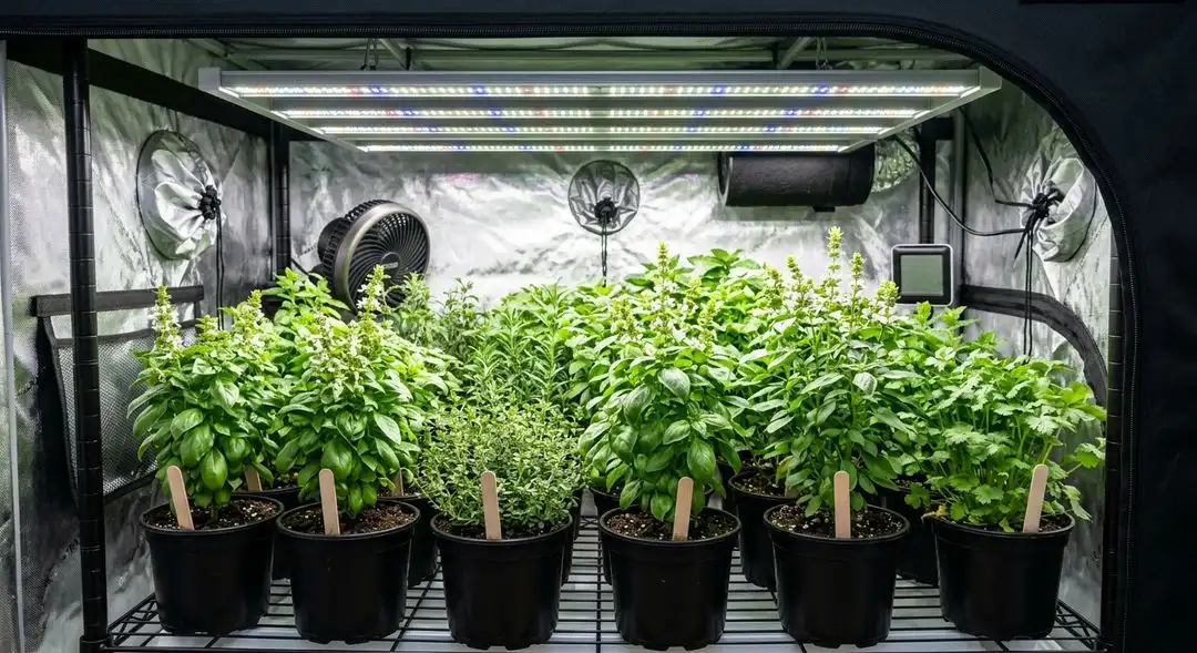Jock Horror feminized cannabis plants in mid-flower showing dense sativa-structured buds with resinous trichome coverage