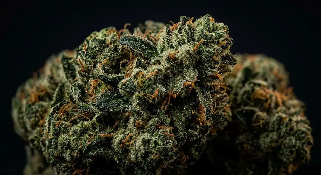 Dense Kosher Kush buds covered in thick resin with deep green coloration and amber trichomes