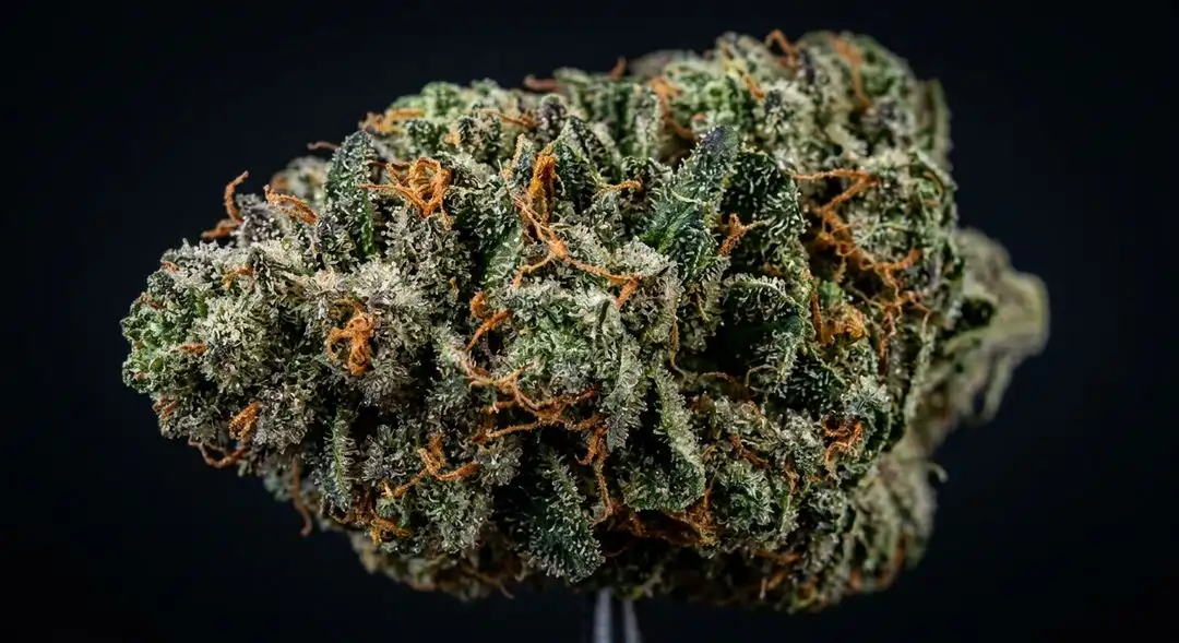 Kosher Tangie feminized cannabis buds showing dense resinous structure with orange pistils and citrus terpene frost