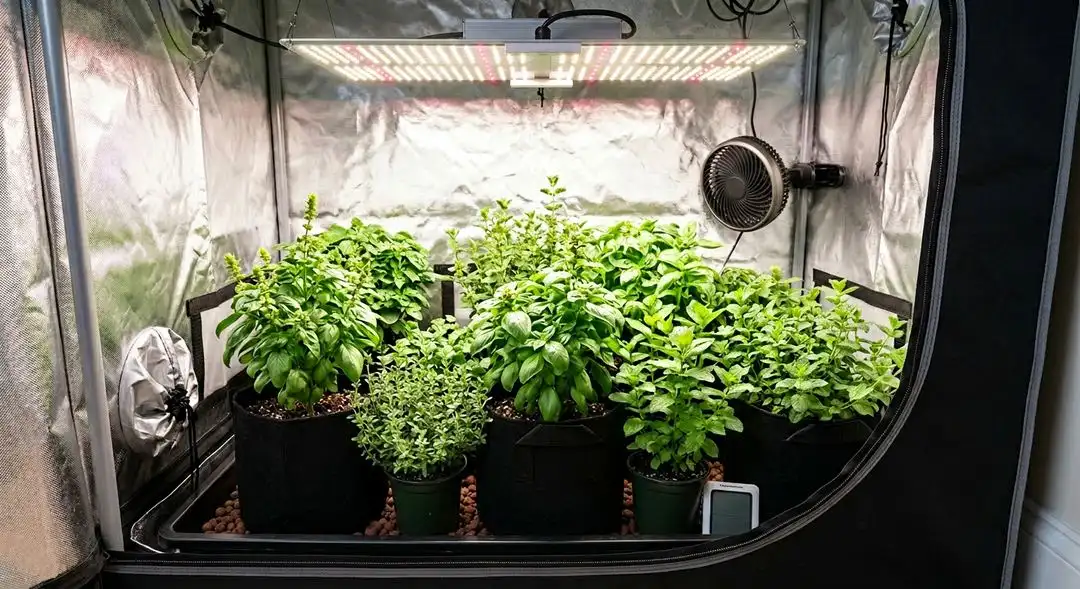 Kushberry cannabis plant mid-flower showing dense indica bud structure and early purple coloration from Blueberry genetics