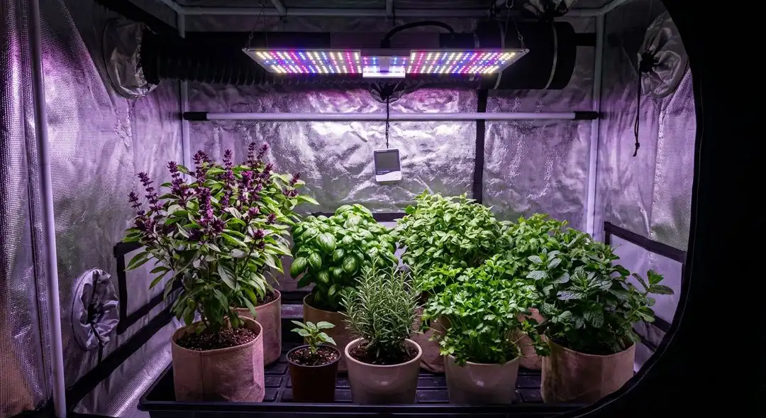 Legend OG cannabis plant mid-flower showing medium structure with dense bud sites and dark green foliage