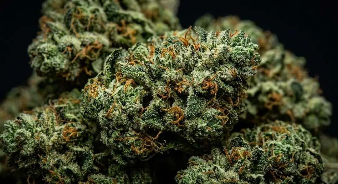 Close-up of ripe Lemon Skunk feminized cannabis buds covered in golden trichomes with vivid lemon-yellow pistils