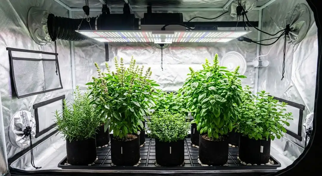Lemon Skunk cannabis plants mid-flower under grow lights showing medium-height structure and lush green foliage