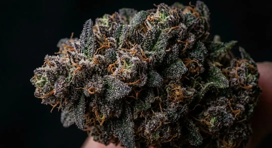 Close-up of Malawi Gold autoflower buds showing elongated sativa structure with golden resin and earthy-pine coloring