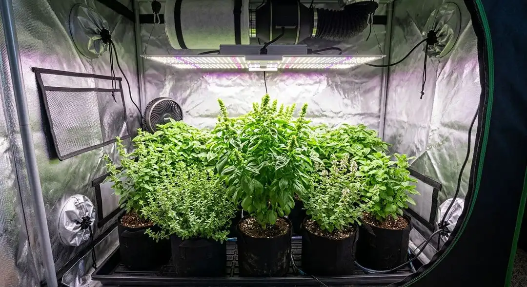 MK Ultra feminized cannabis plant in late flowering stage showing dense resinous buds with deep green and purple coloration