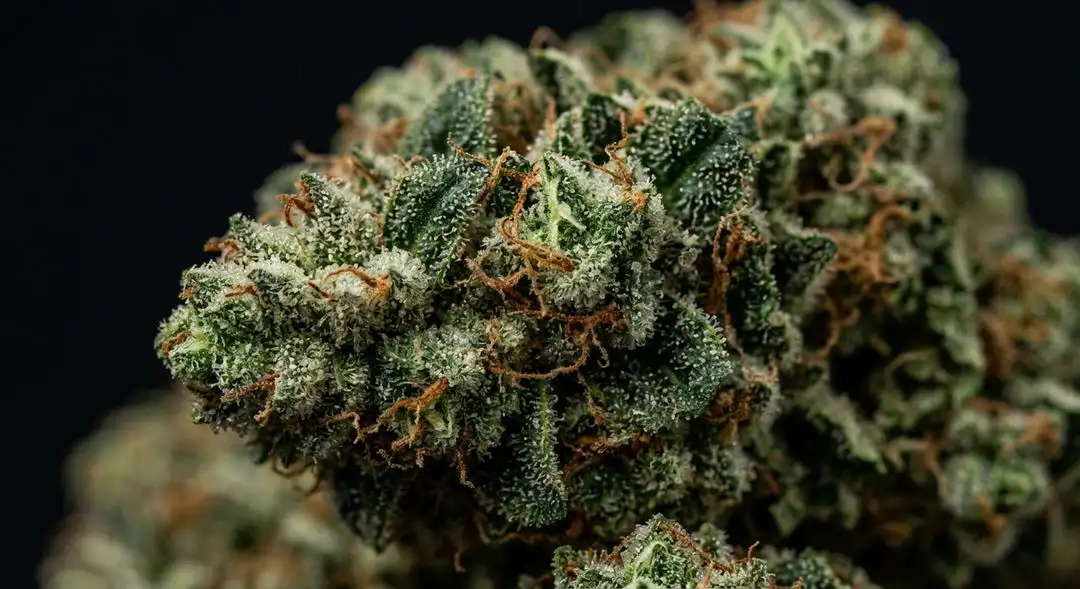 Dense Mother Of All Buds cannabis flowers coated in amber trichomes showing blueberry and diesel heritage