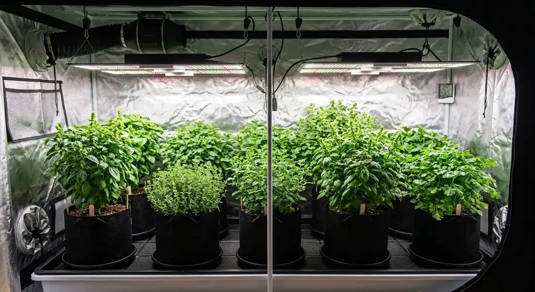 Mother Of All Buds cannabis plant in late flowering stage showing dense bud structure and heavy resin coverage