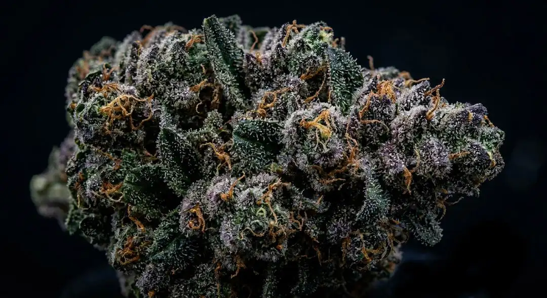 Northern Lights feminized cannabis buds with dense dark green indica structure and heavy trichome frost