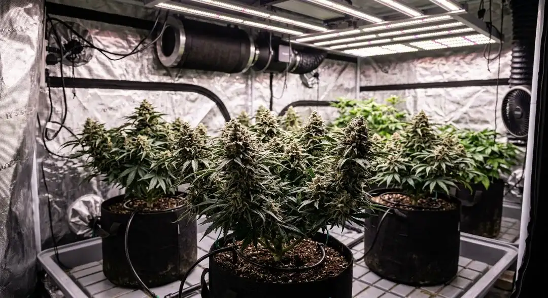 Northern Lights cannabis plants growing indoors under LED lights with compact indica structure