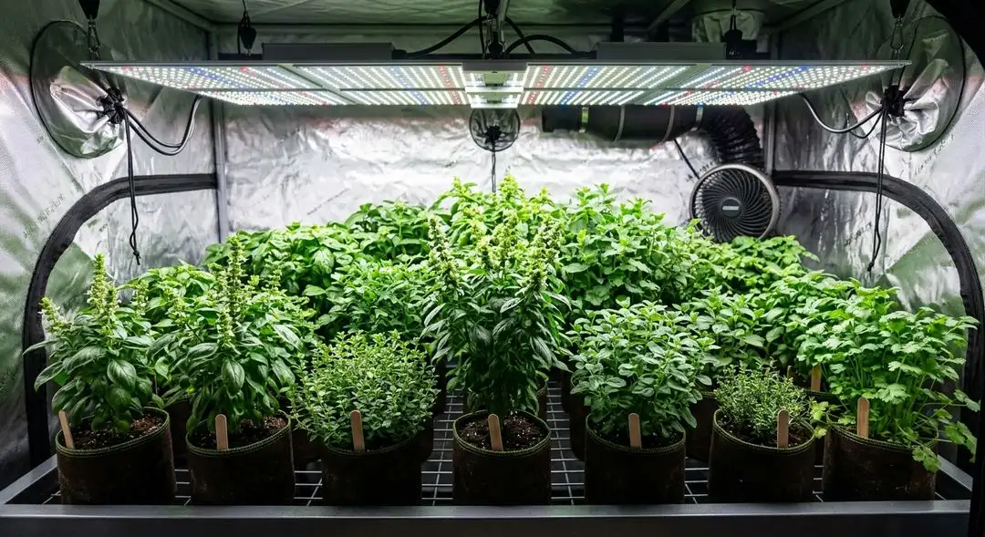 Northern Lights x Amnesia Haze cannabis plant in flowering stage showing vigorous sativa structure with resinous bud sites