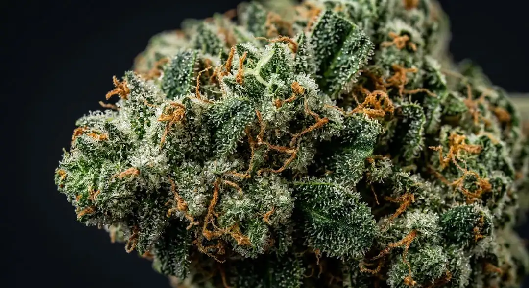 Dense Northern Lights x Big Bud indica buds coated in amber trichomes with deep green calyxes and orange pistils