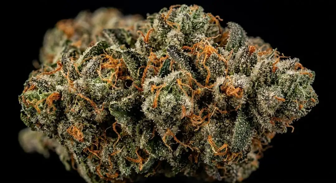 Dense Orange Kush cannabis buds covered in trichomes with vivid orange pistils and a citrus-sweet aroma